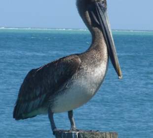 Brown Pelican am Pier