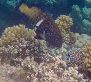 Schnorcheln Makadi Bay