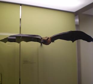 Zoologisches Forschungsmuseum Alexander Koenig