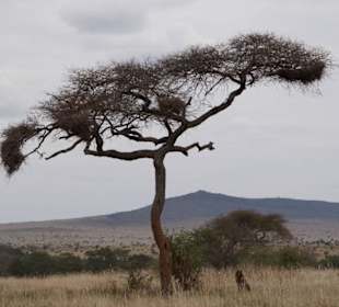 Schirmakazie in der Savanne