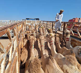 Kamelmarkt El Shalateen