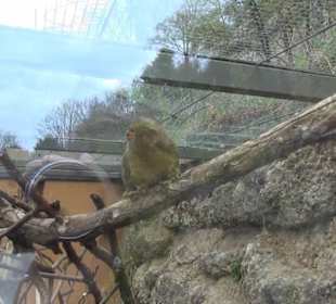Südamerika Bereich - Südamerikahaus
