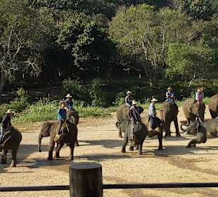 Elefantencamp Chiang Mai