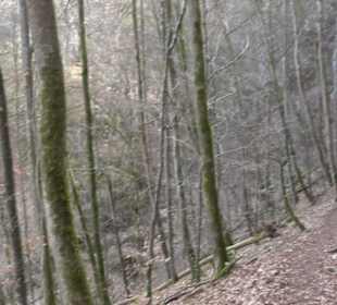 Wolfsschlucht