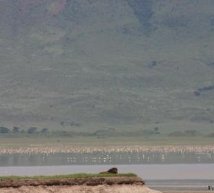 Ngorongoro