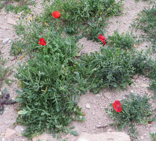 Mohn blüht im Castellgarten