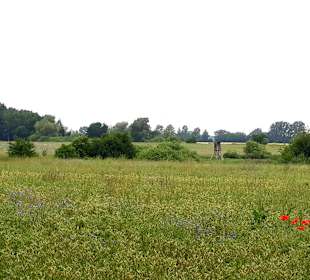 Ausblick Allee von Krummin