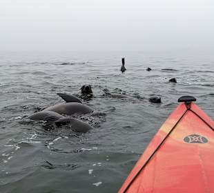 Kayaking mit Robben