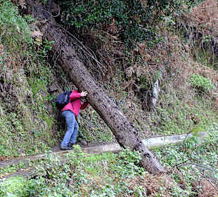 Ein Baum liegt im Weg