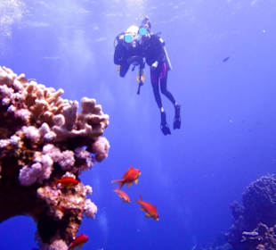 Tauchen Marsa Alam