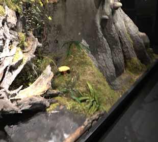 Naturparkzentrum Ruhestein