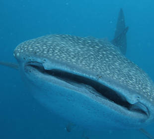 Diving or snorkeling with Whale Shark