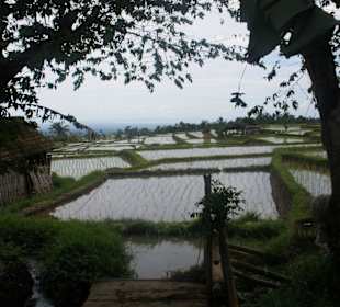 Reisfeld auf Bali