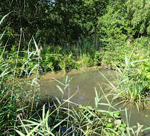 Sommer-Impressionen aus dem Park Links der Weser