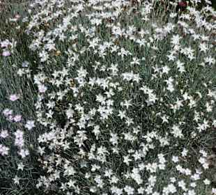 Spaziergang durch den Botanischen Garten Bremen