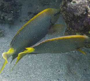 Schnorcheln Marsa Alam