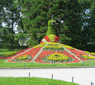 La xoda si fiori del pavone