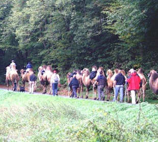 Kamelreiten & Kamel Trekking