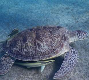 Schilkröte mit Schiffshalter