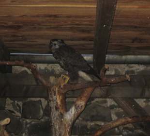 Ein wirklich großer Vogel