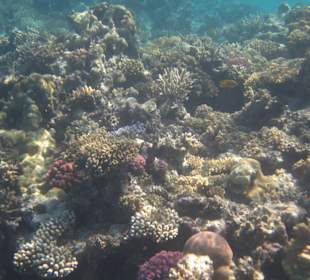 Riff bei der Insel Giftun