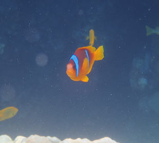 Schnorcheln Abu Dabbab