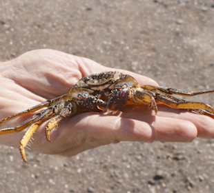 Jeep-Discovery Safari