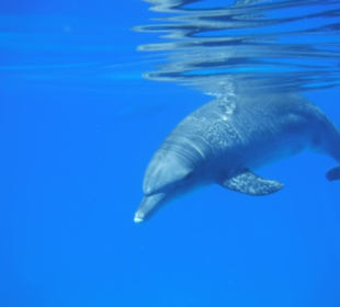 Delfin
