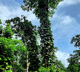 Parque Natural Obô do Príncipe