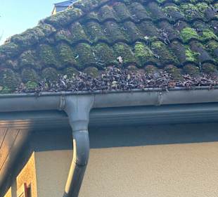 Fast alle Regenrinnen voll mit Laub