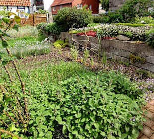 Rundgang durch den Bibelgarten