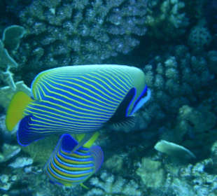 Imperator Kaiserfisch am Hausriff Hotel Sol Y Mar Dar El Med