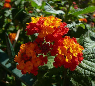 Früchte und Blüten 4