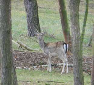Etwas scheu - aber trotzdem neugierig