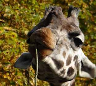 Fütterungszeit bei den Giraffen