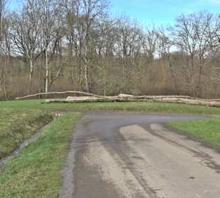 Gomaringer Rundweg - Zu den Giganten im Wald