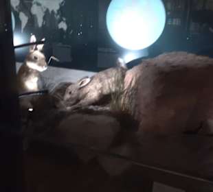 Museum für Naturkunde