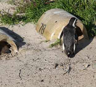 Boulders Beach