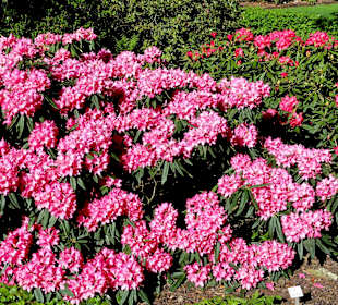 Hauptblüte im Rhododendronpark Bremen