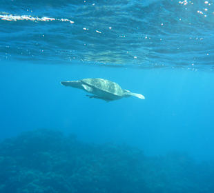 Schnorcheln Makadi Bay