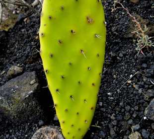 Ein Kaktus wächst aus altem Holz