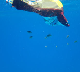 Kleine Fische nutzen Müll als künstliches Versteck