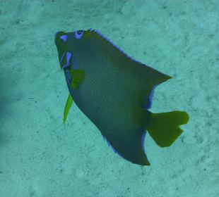 Blu Angelfish