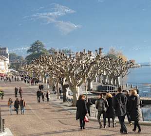 Platanenallee am Lago Maggiore Ascona