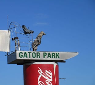 Gator Park