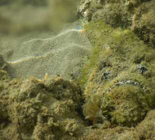 Steinfisch (der gleiche wie vorher, anders getarnt