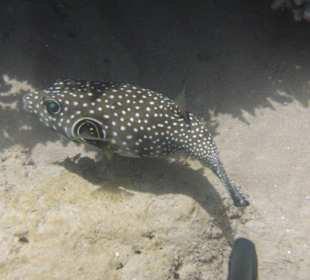 Weißfleck-Kugefisch