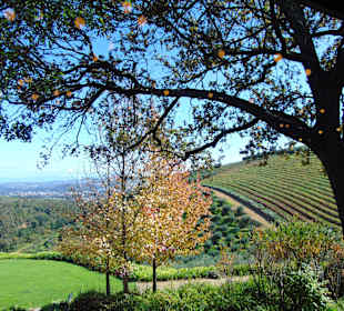 Weingut Tokara in Stellenbosch