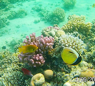 Schnorcheln Makadi Bay