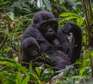 Bwindi Impenetrable National Park